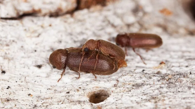 Powder post beetles in fireplace